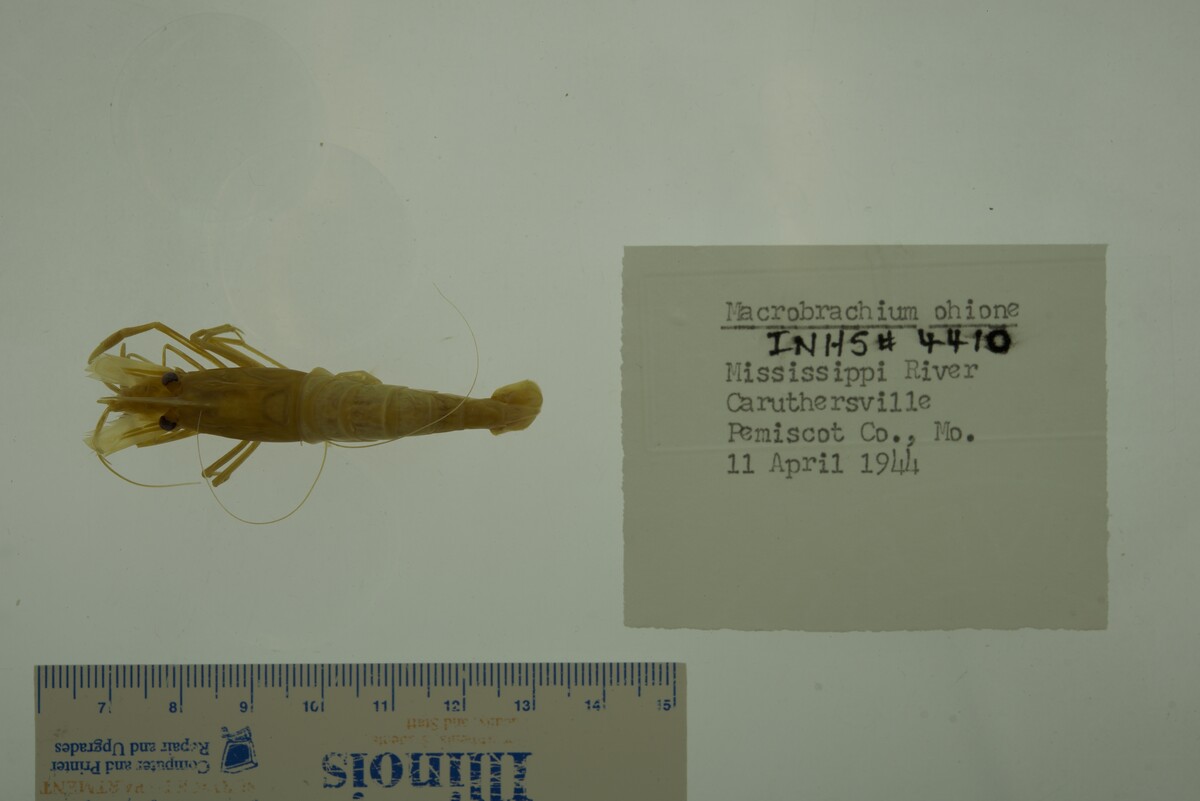 Macrobrachium ohione image